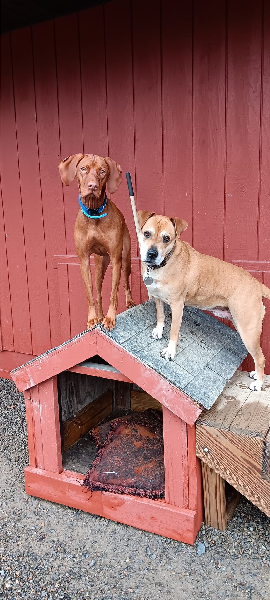 Home - Keuka Pet Resort